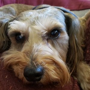 Meet your Posher, Tara